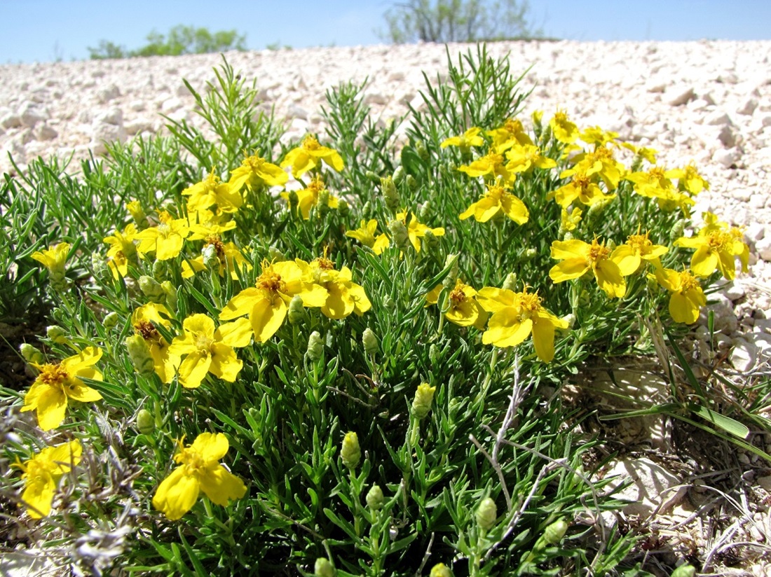 Yellow desert flowers blooming