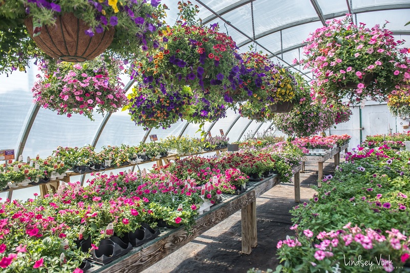 Greenhouse full of flowers in bloom