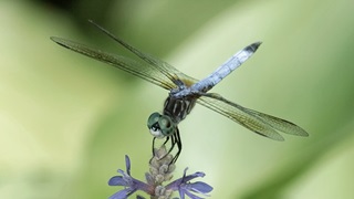 Minnesota Dragonfly