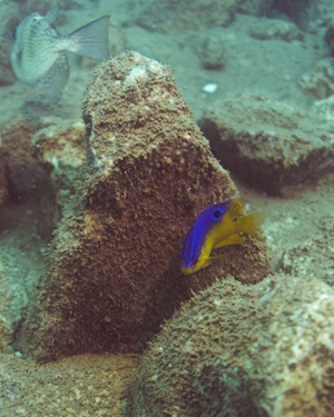 Tropical fish and artificial reef