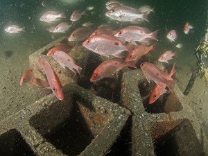 School of fish with artificial reef
