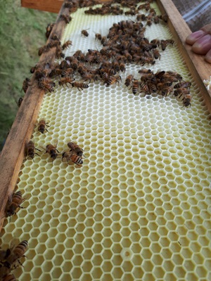 honeybees at their hive