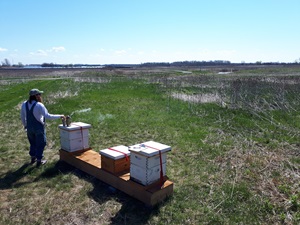 beekeeper with bee hives in field