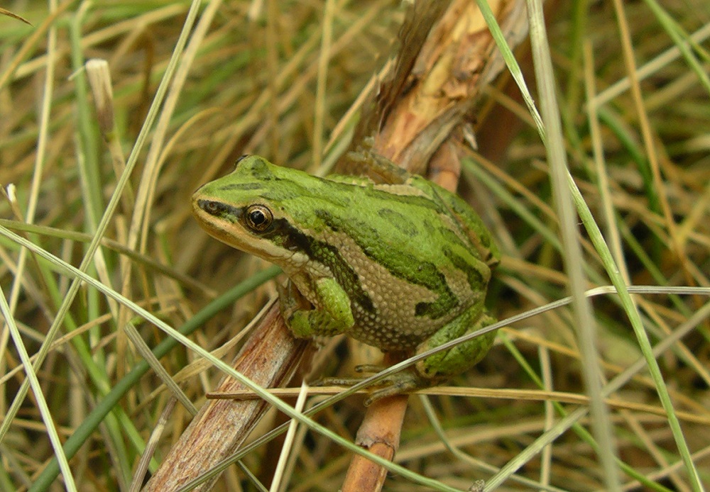 Boreal frog