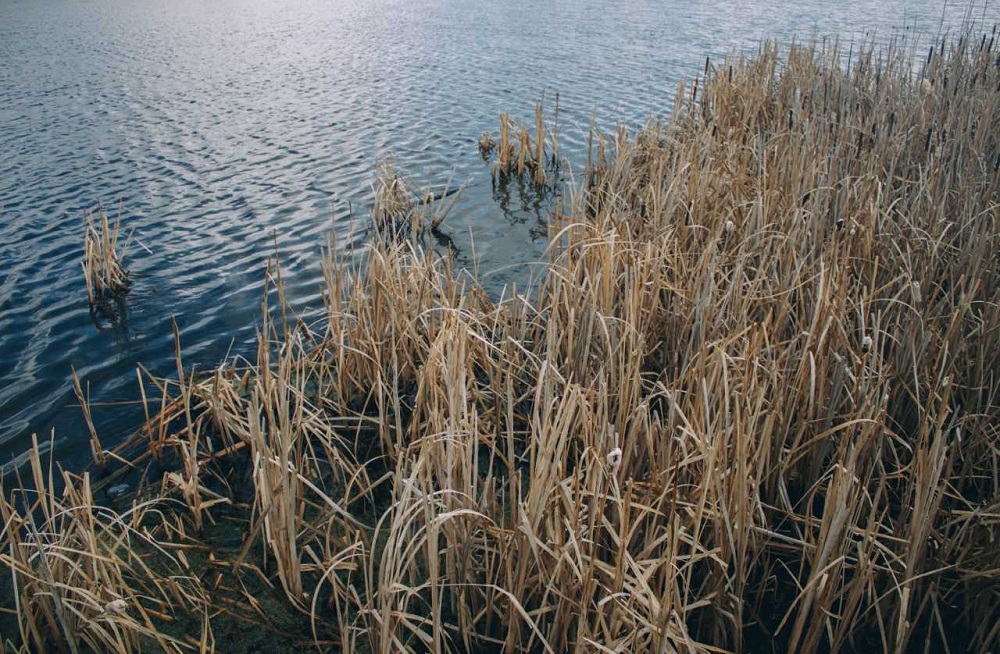 Marsh at water's edge