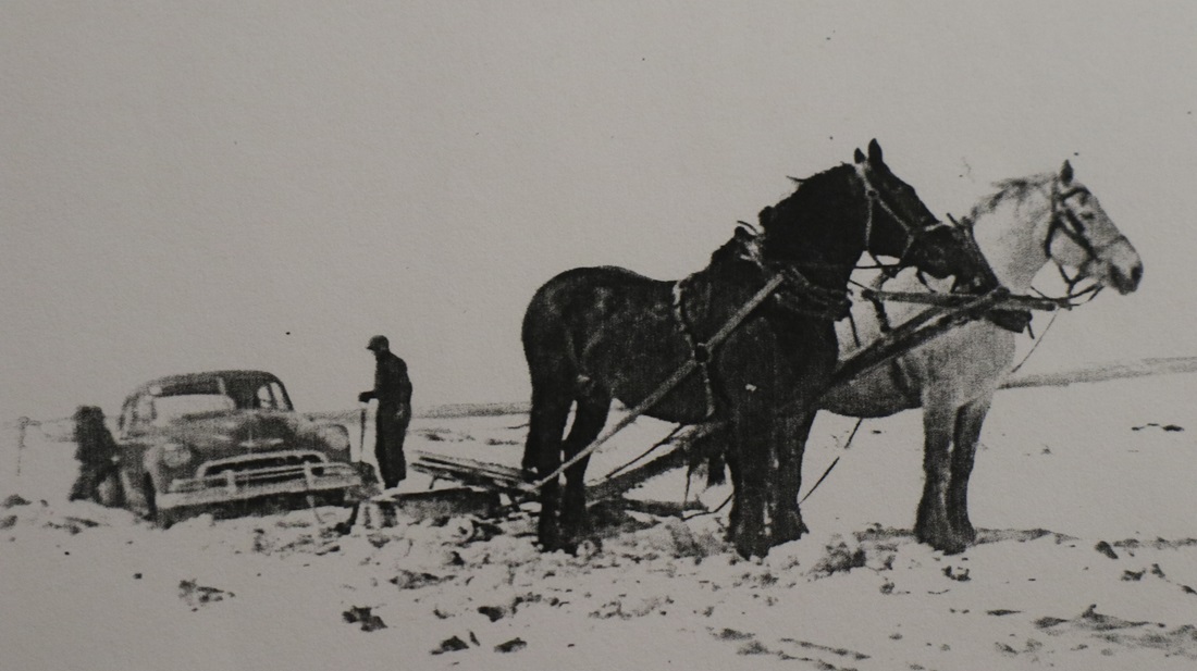 Heavy horses pulling car stuck in the snow