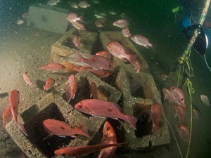 School of red fish