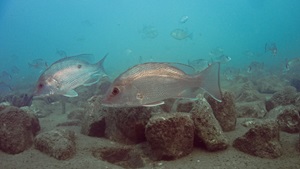 Fish swimming