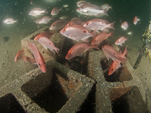 School of fish with artificial reef
