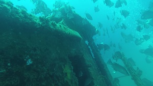 Fish swimming around artificial reef