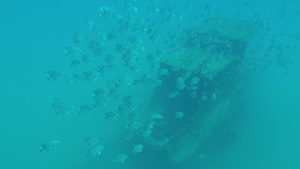 School of fish