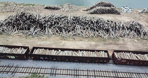 Piles of concrete ties