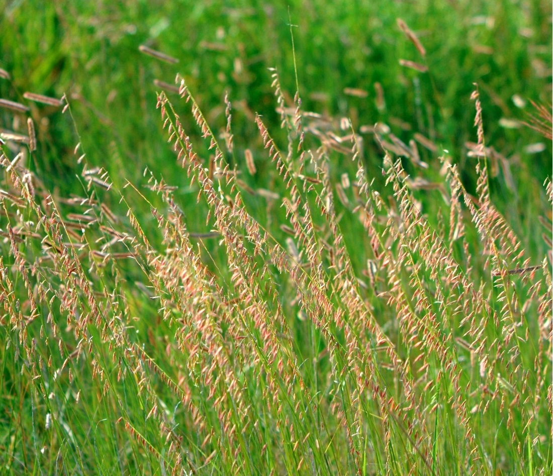 Prairie grassland