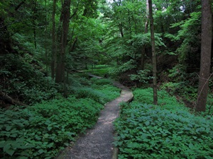 Forest trail