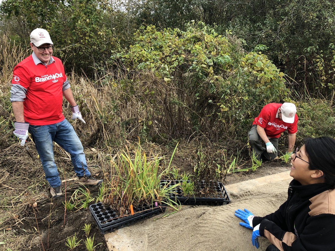 Volunteer planting native shrubs