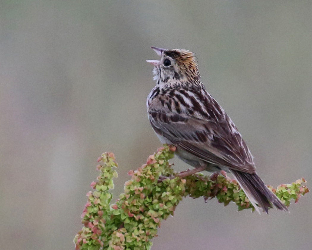 Baird's sparrow