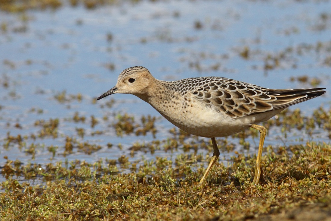 buff breasted sandpiper