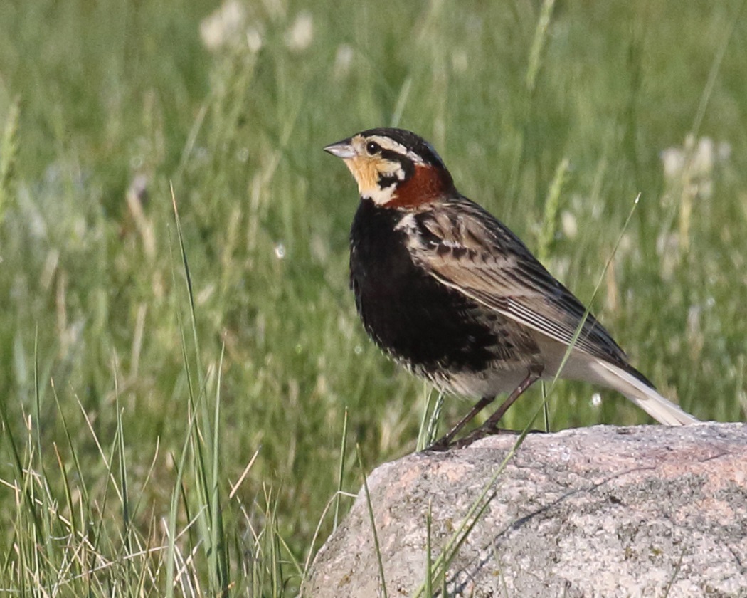 longspur