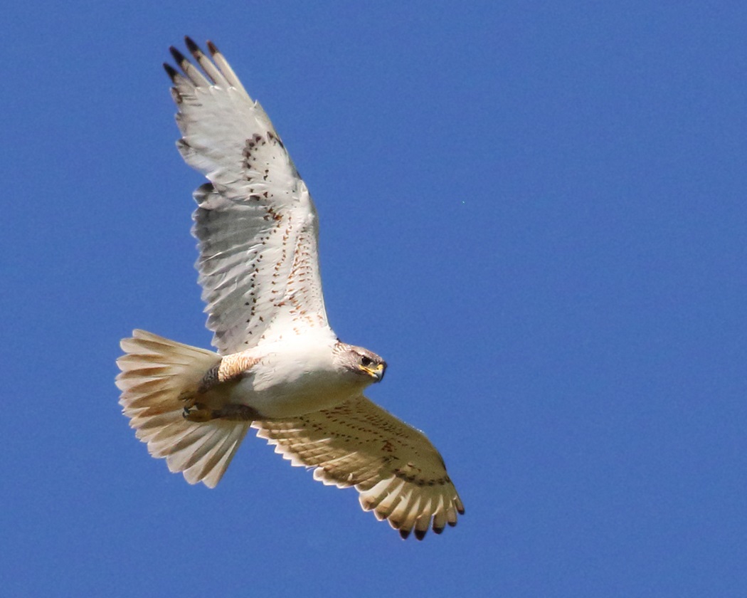 Ferruginous hawk