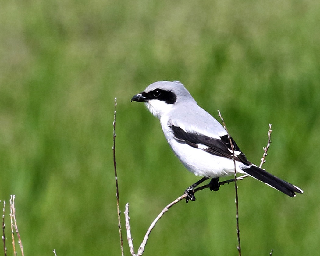 loggerhead shrike