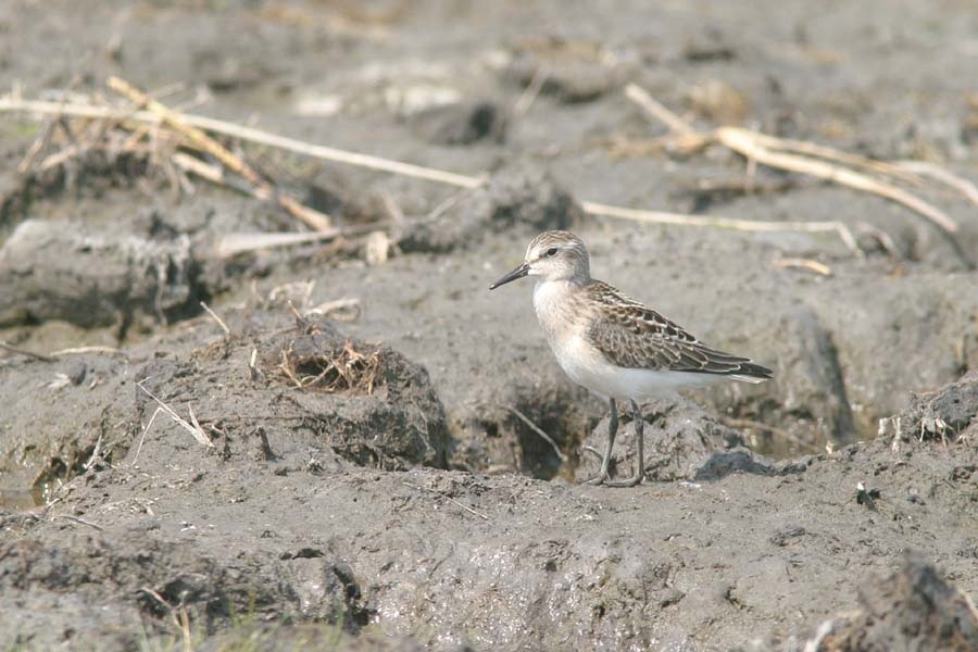 semipalmated sandpiper