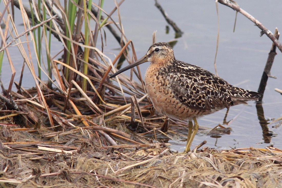 short-billed dowitcher