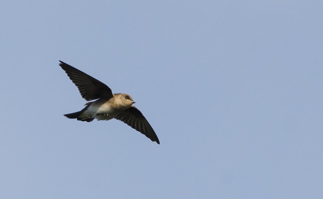 chimney swift