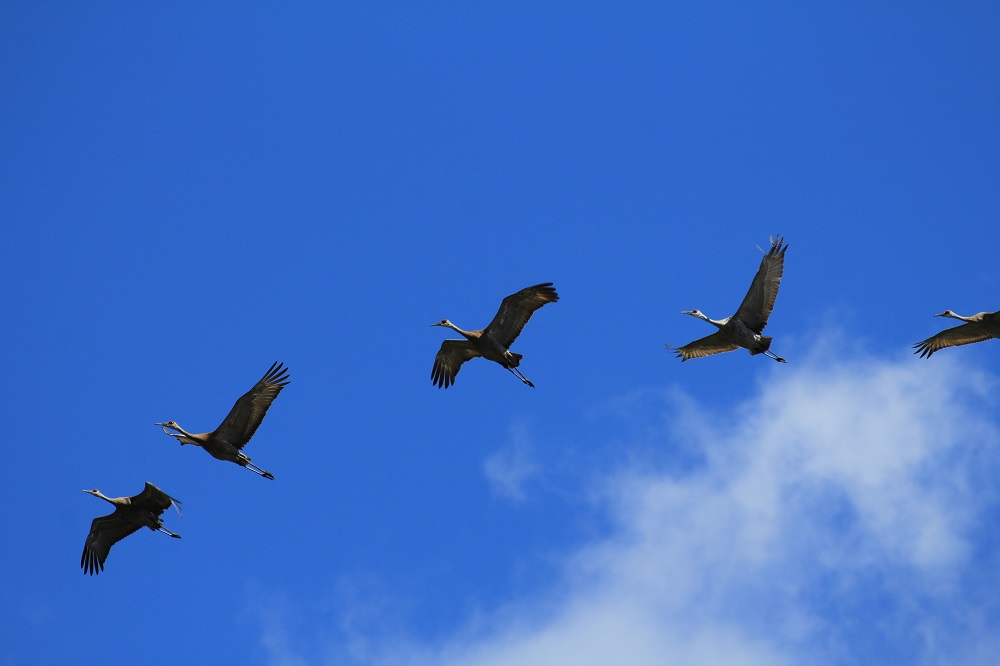 birds flying