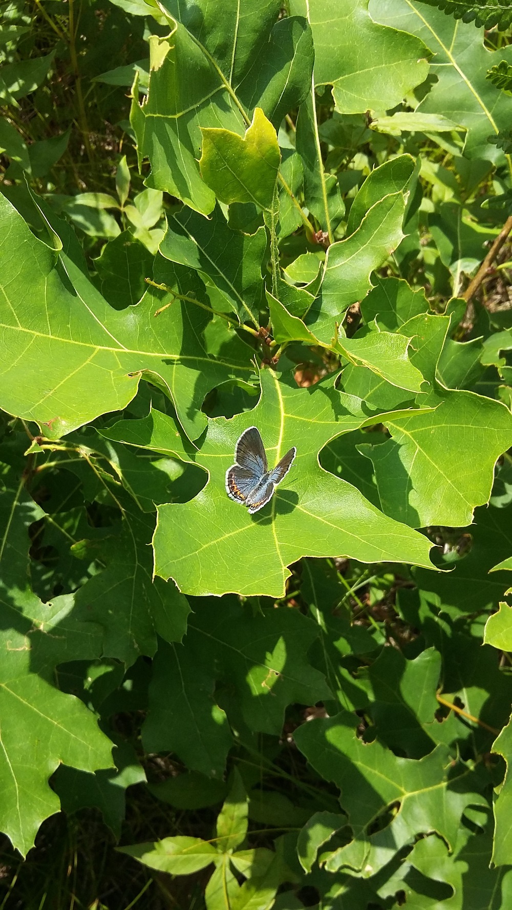 butterfly on a tree