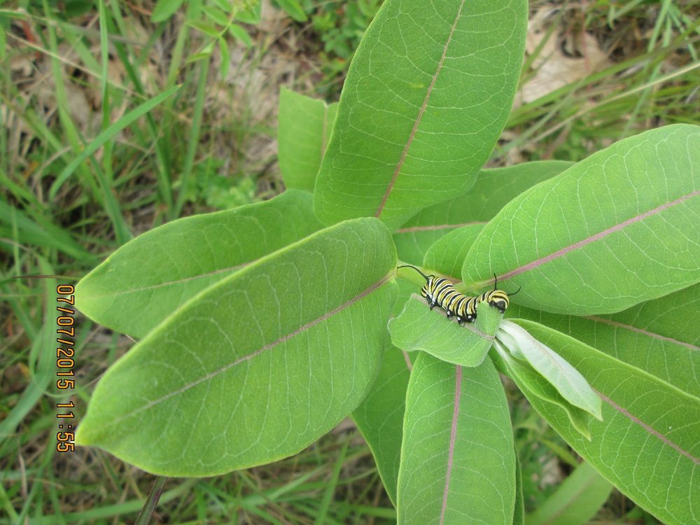 caterpillar on plant