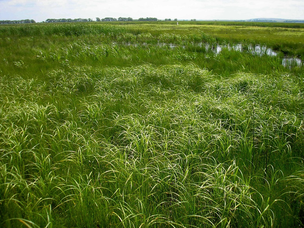 field and marsh