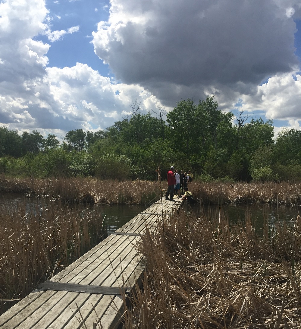 boardwalk in a wetland