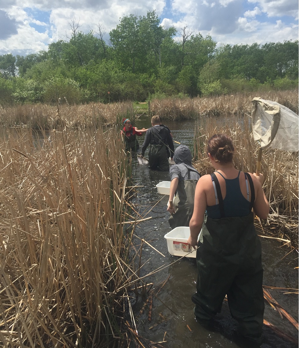 students with nets in a marsh