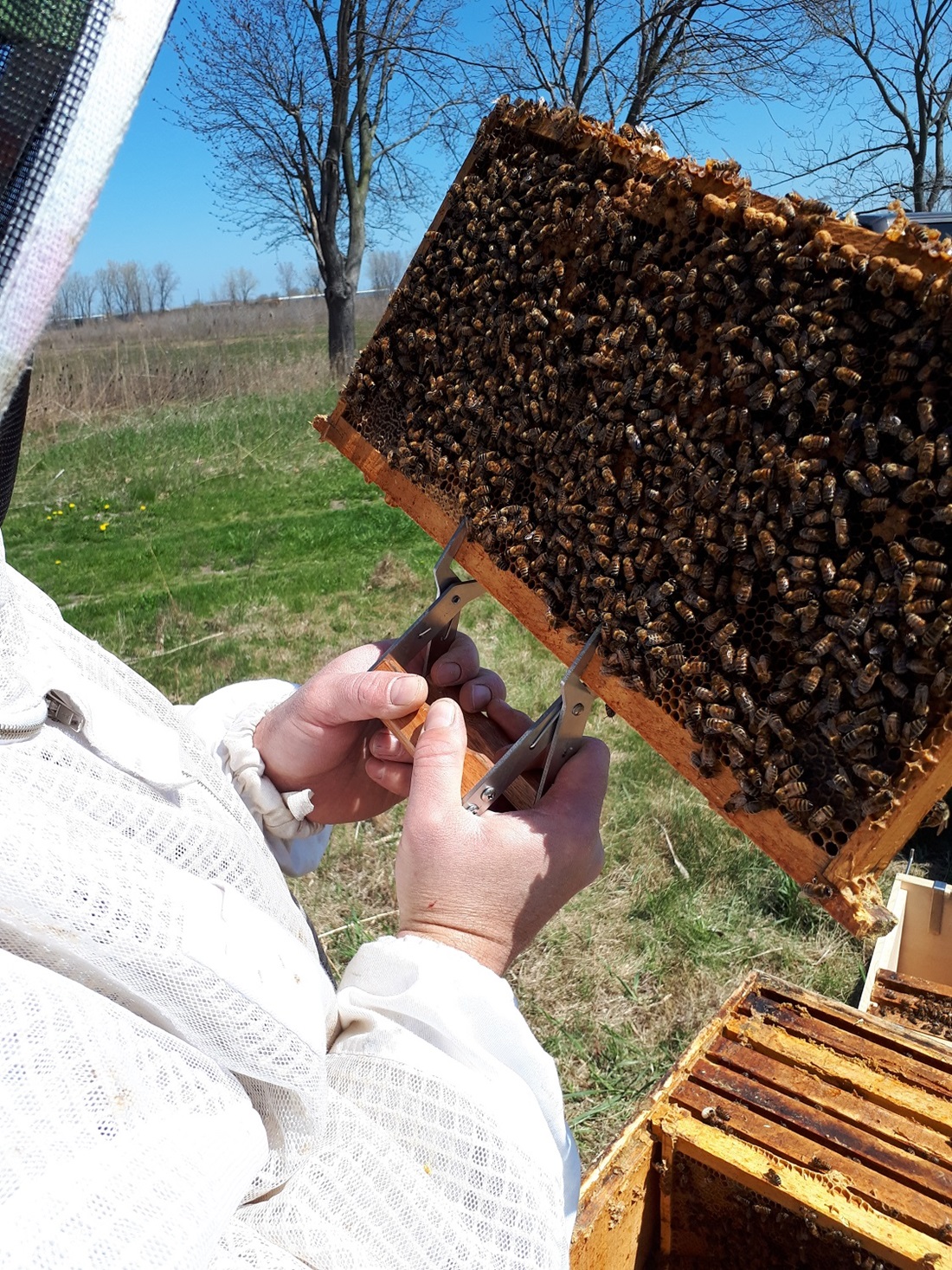 beekeeper holding honeycomb slat