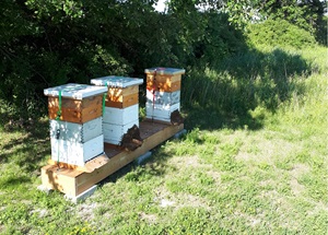 beehives in the shade of a tree