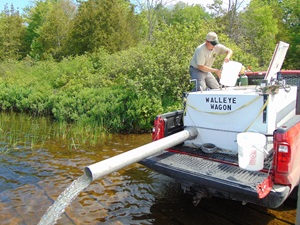 stocking lake with walleye fingerlings