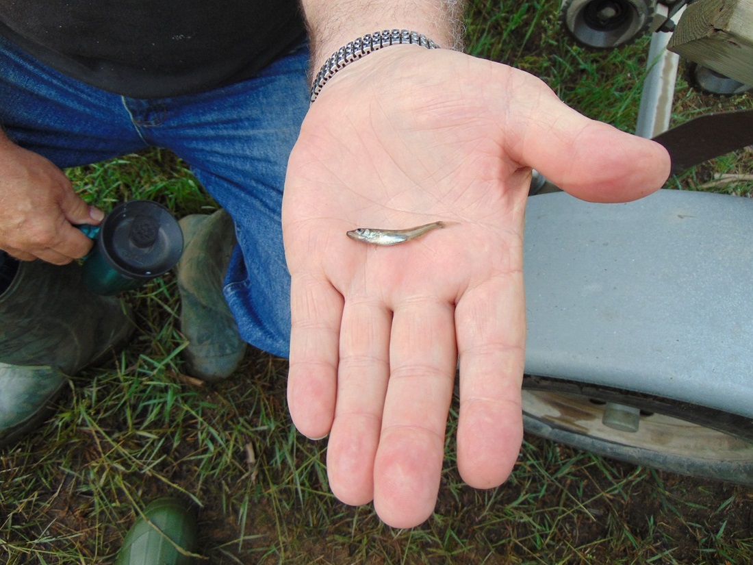 Tiny fish in a person's palm