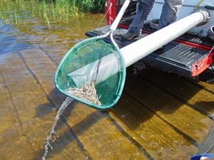 Small fish in a net