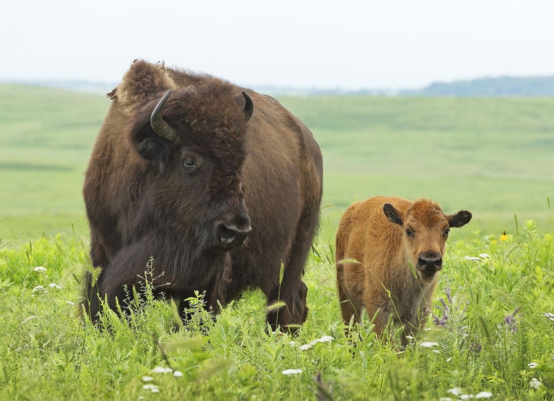 Buffalo in field with calf