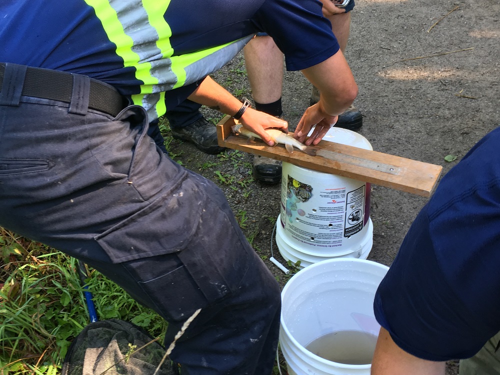 Measuring a fish caught in the river