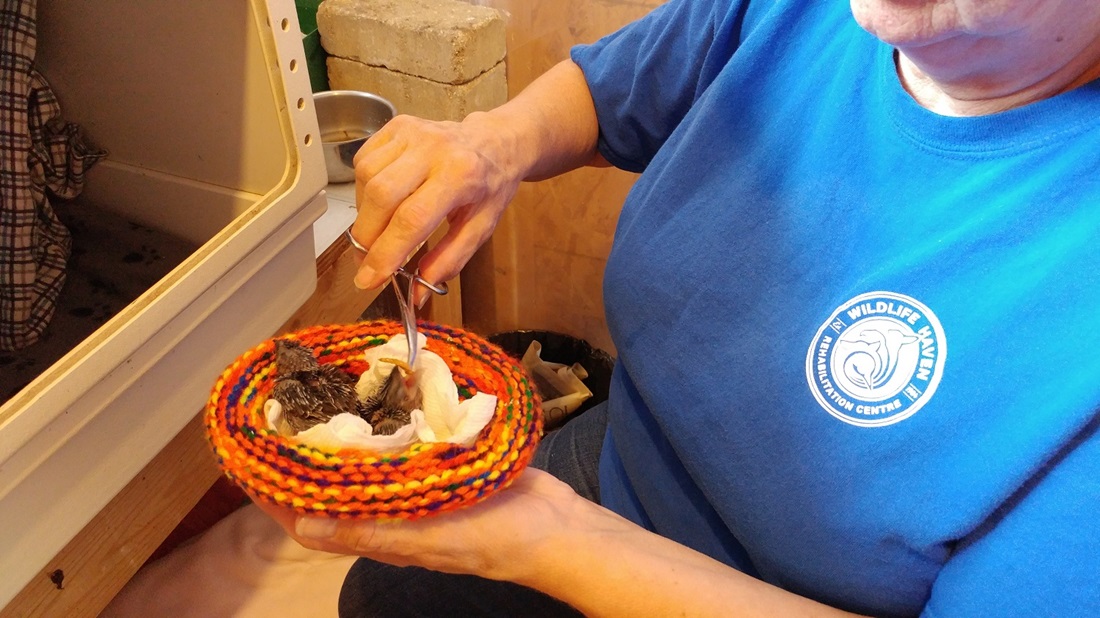 wildlife rescue volunteer with a porcupine