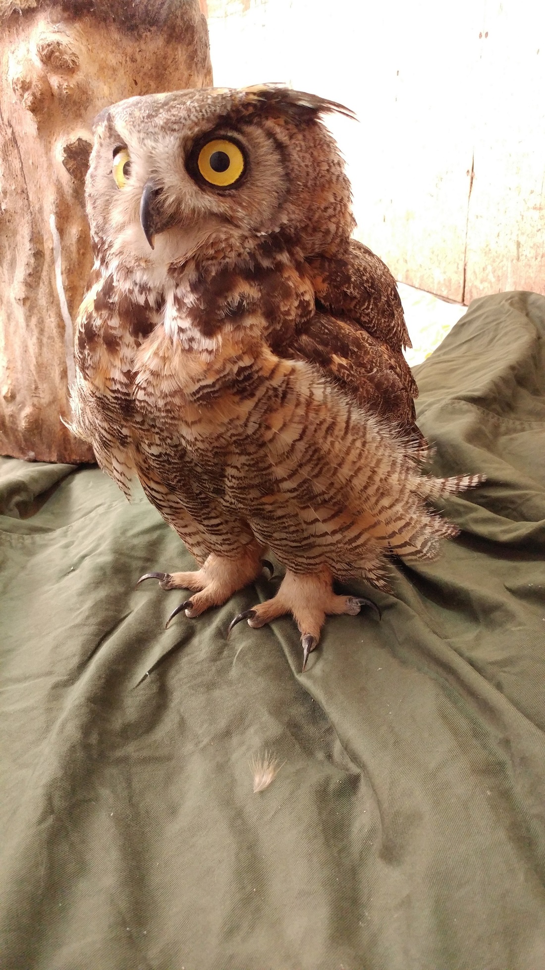 owl