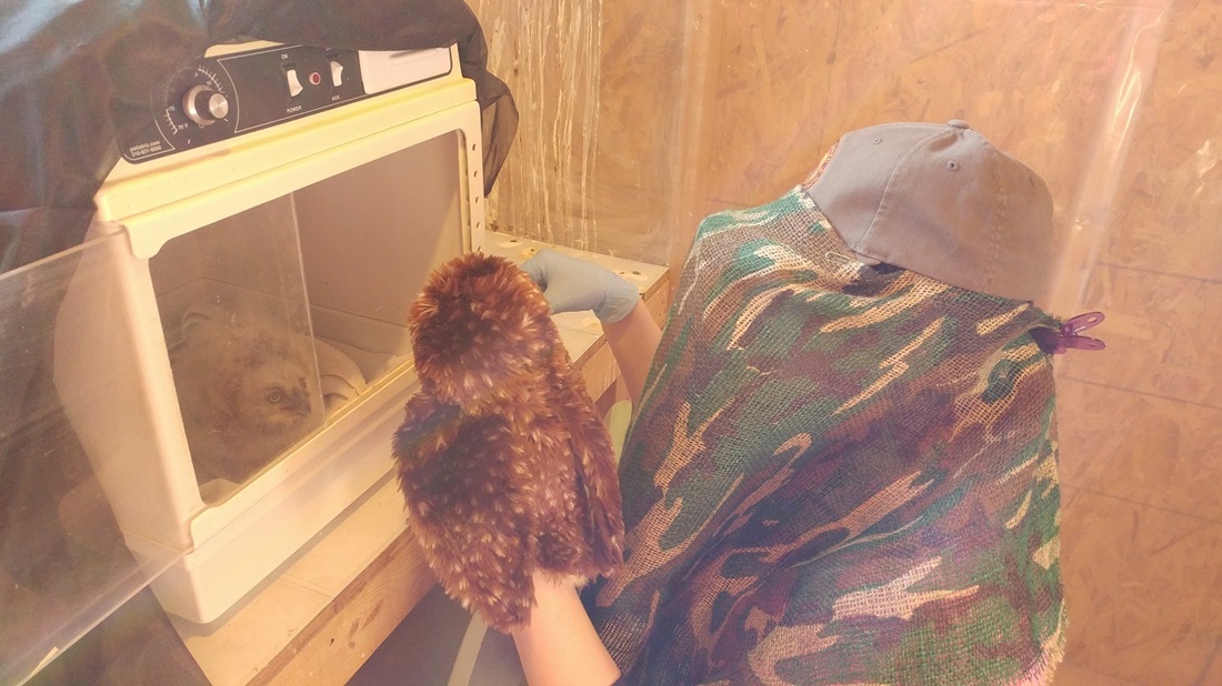 wildlife rescue volunteer with an owl