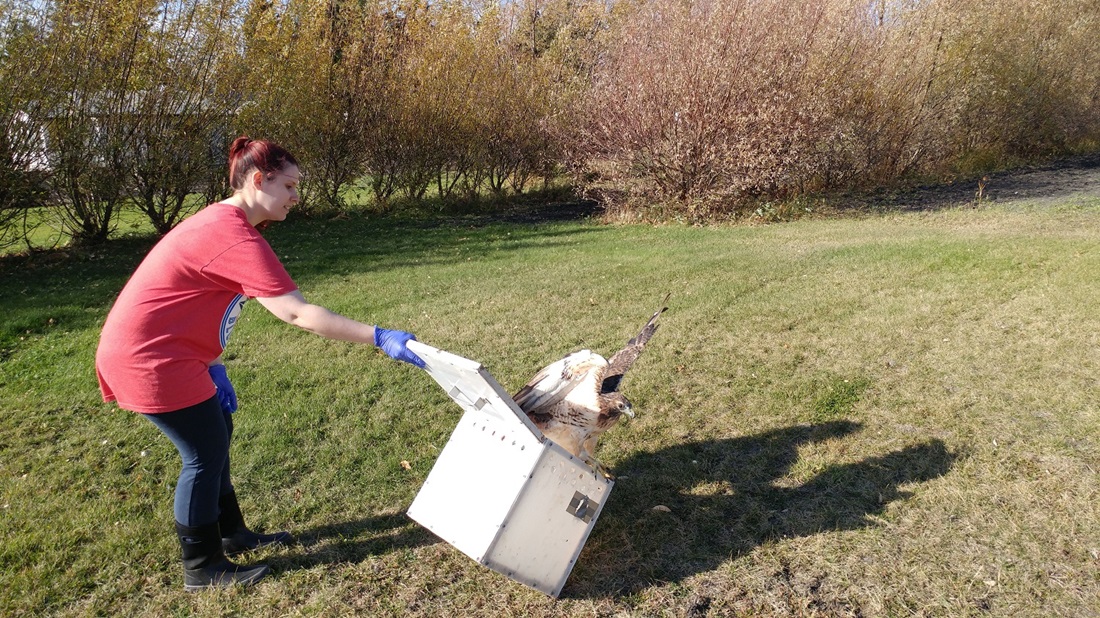 wildlife rescue volunteer releasing an owl