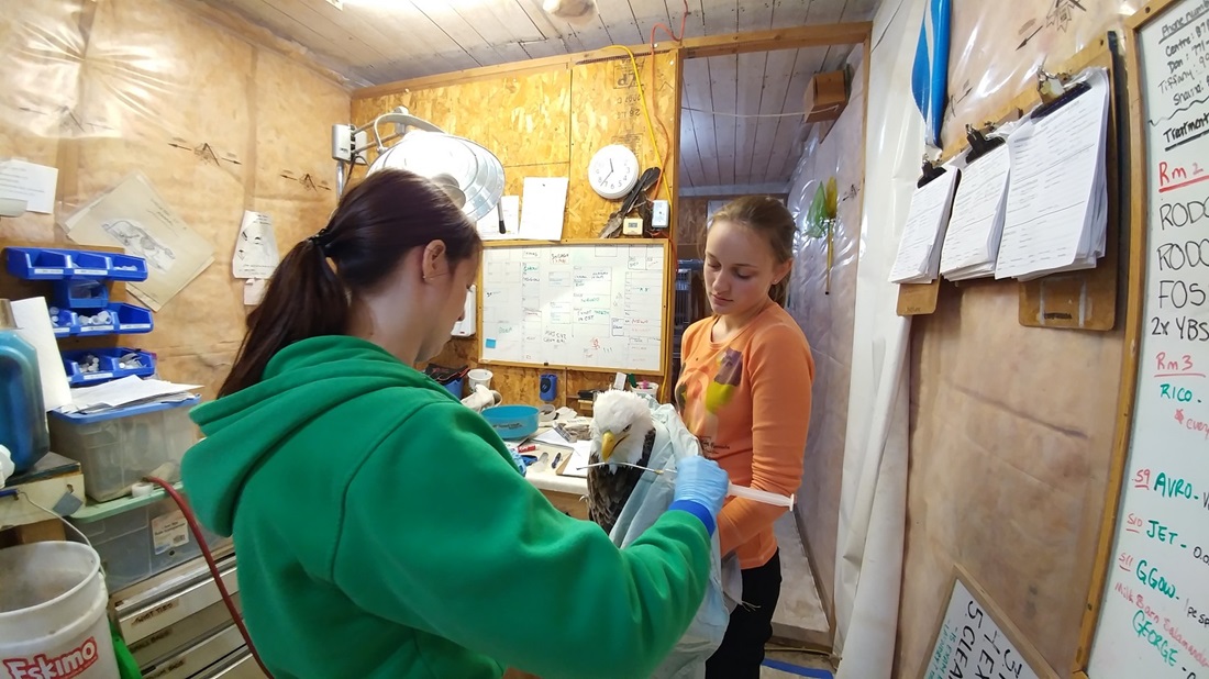 wildlife rescue volunteers with a bald eagle