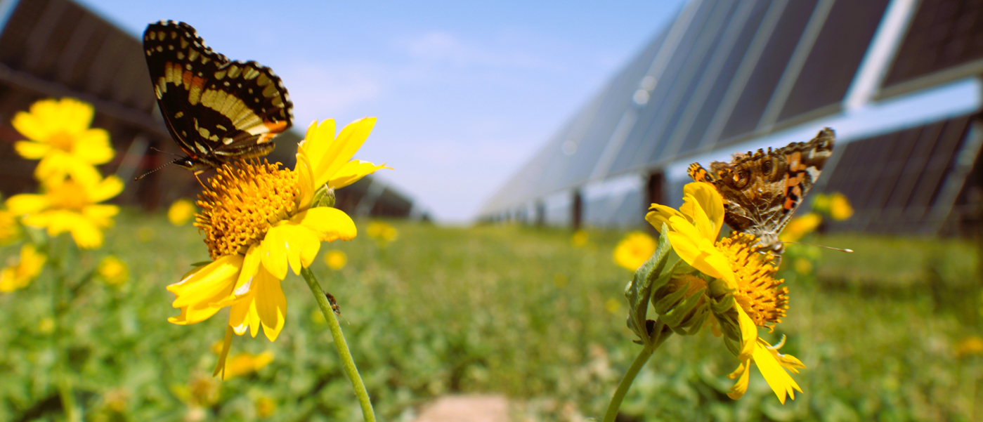 Butterfly, flowers and solar panels