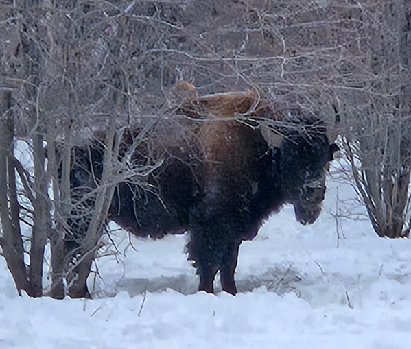 Bison in snow