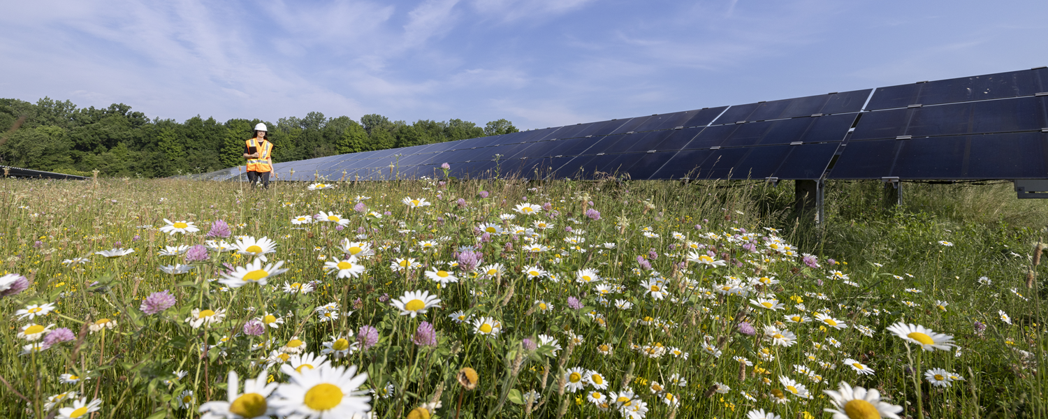 Field of flowers and solar panels