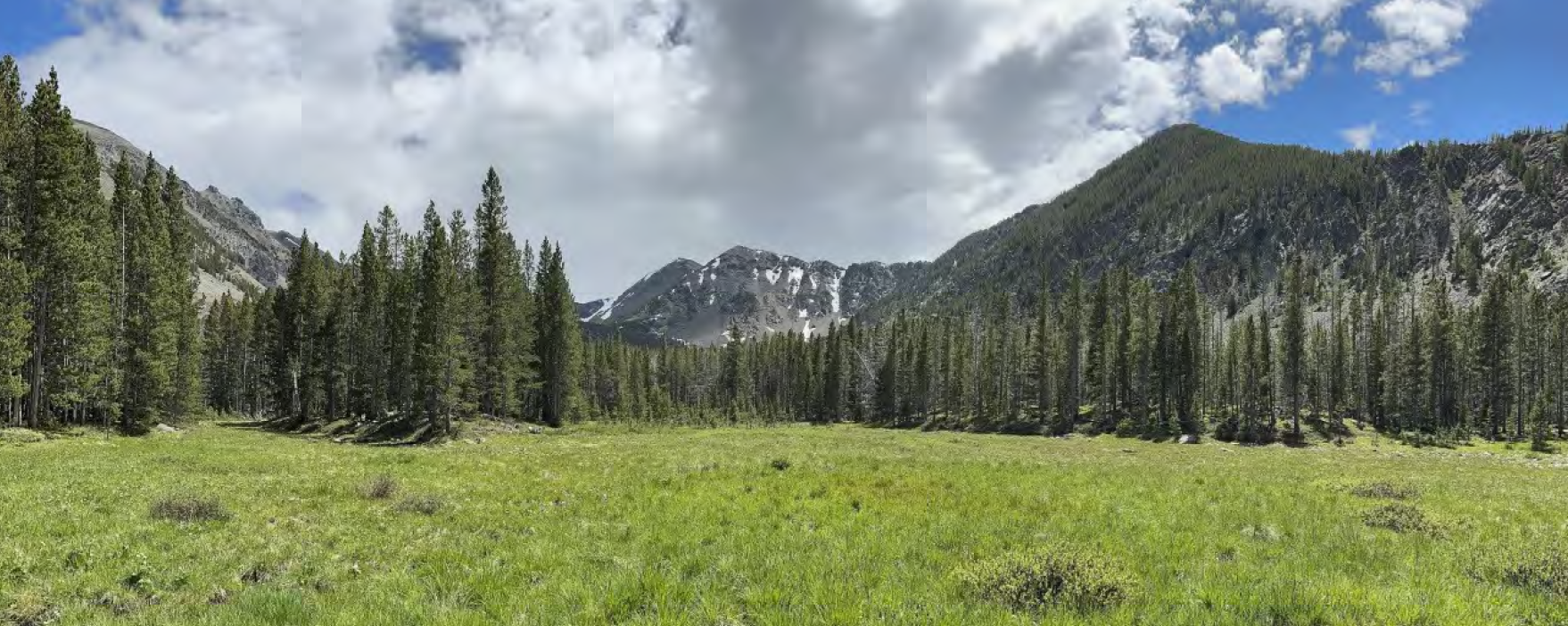 Mountain meadow