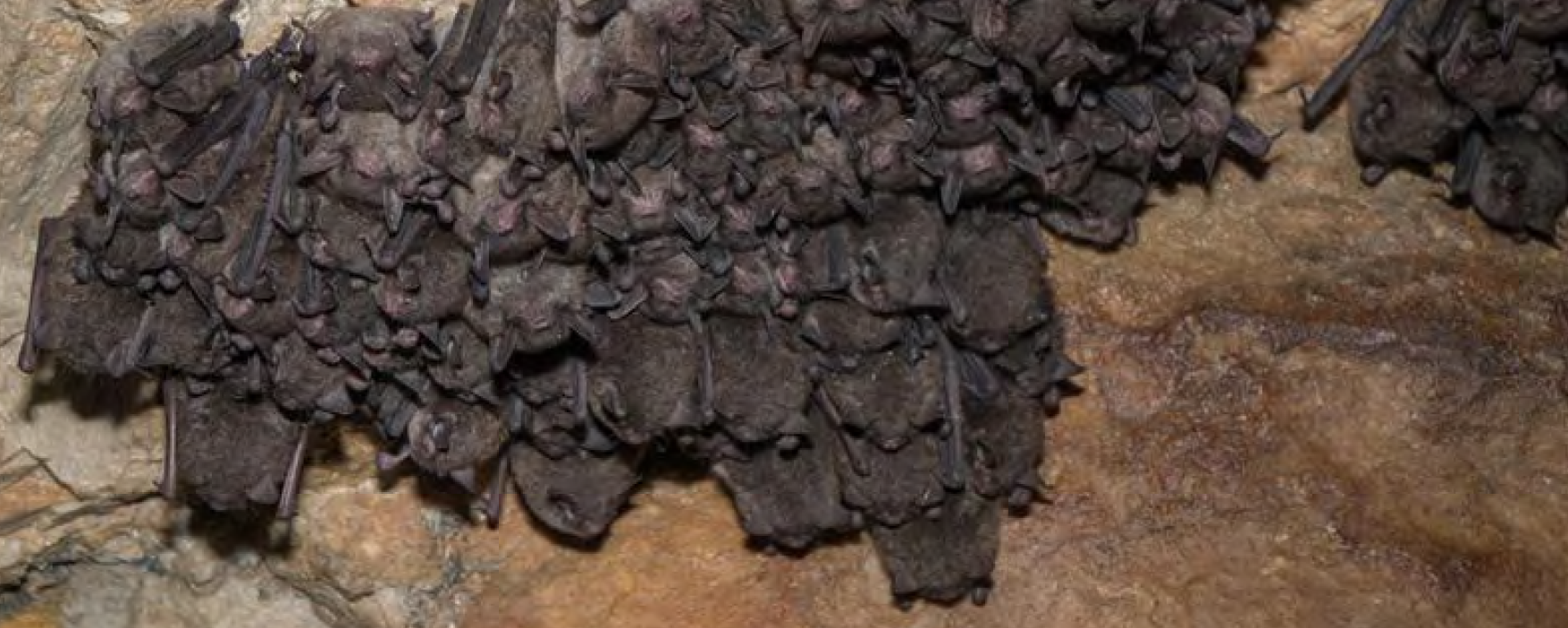 Bats in a cave